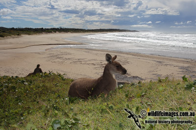 Eastern Grey Kangaroo 5061.jpg