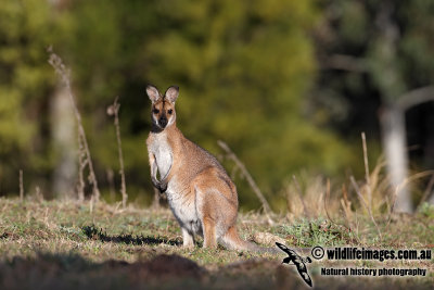Red-necked Wallaby 7104.jpg