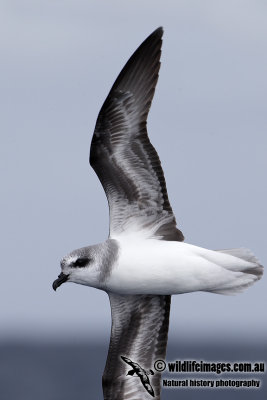 Soft-plumaged Petrel 7492.jpg