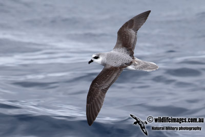 Soft-plumaged Petrel 7504.jpg