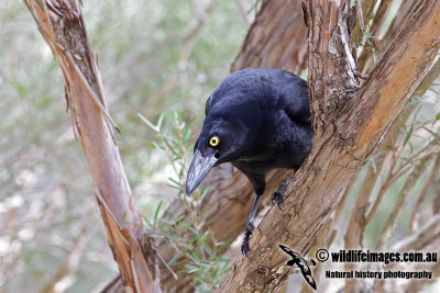 Pied Currawong 6958.jpg