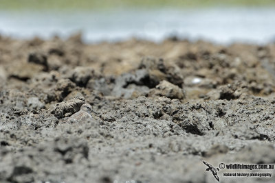 Temminck's Stint 4513.jpg