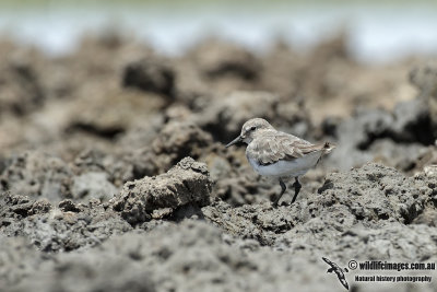 Temminck's Stint 4523.jpg