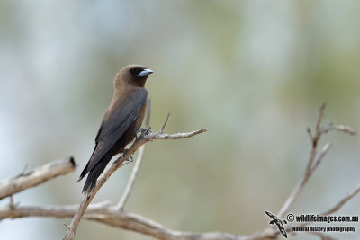 Little Woodswallow 6288.jpg