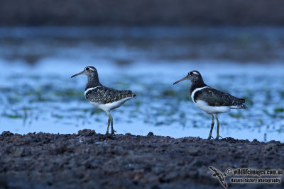 Australian Painted Snipe 4578.jpg