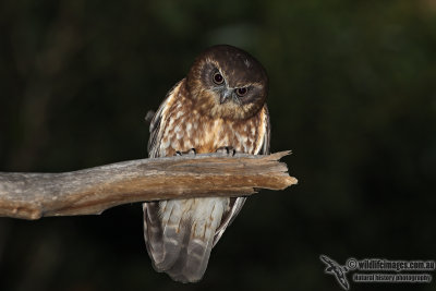 Southern Boobook 4398.jpg