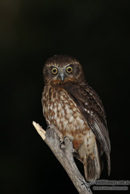 Southern Boobook 4426.jpg