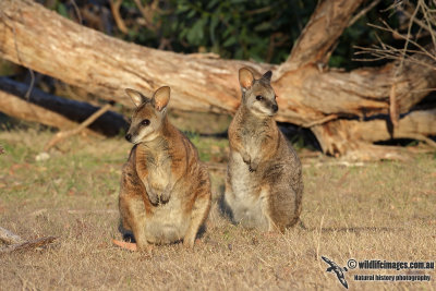 Tammar Wallaby 3655.jpg