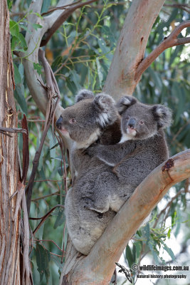 Koala 4327.jpg