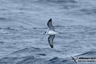 White-necked Petrel 0270.jpg