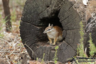 Numbat 4353.jpg