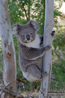 Koala 2473.jpg