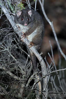 Western Ringtail Possum