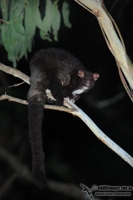 Southern Greater Glider
