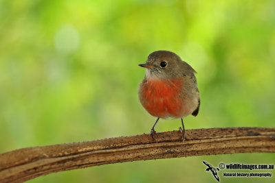 Norfolk Island Robin 1651.jpg