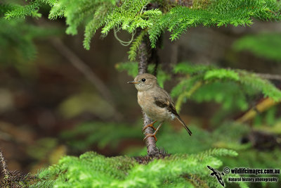 Norfolk Island Robin 2728.jpg