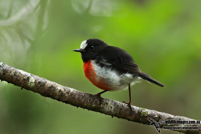 Norfolk Island Robin 2736.jpg