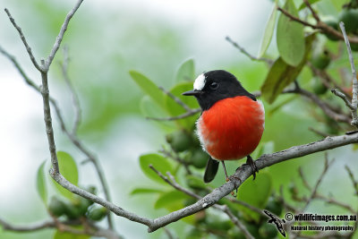 Norfolk Island Robin 2835.jpg