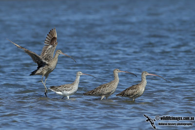 Eurasian Curlew 4082.jpg