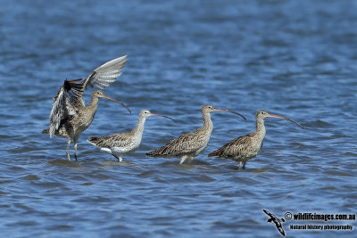 Eurasian Curlew 4083.jpg