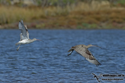 Eurasian Curlew 4096.jpg