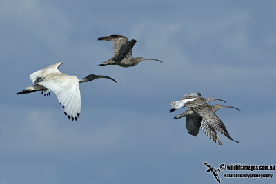 Eurasian Curlew 4110.jpg