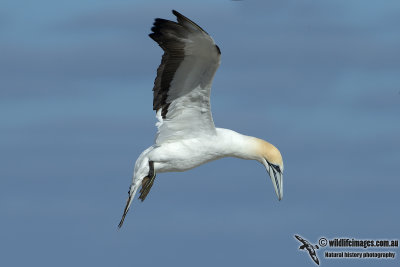 Australasian Gannet 8310.jpg