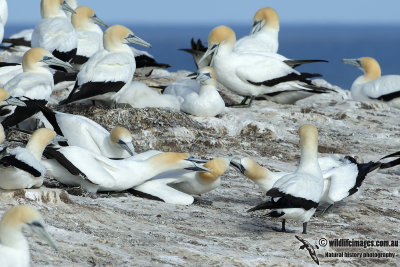 Australasian Gannet 8399.jpg