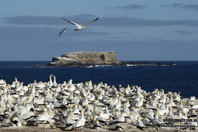 Australasian Gannet 8815.jpg