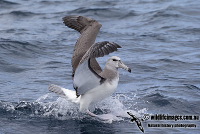 Shy Albatross 6477.jpg