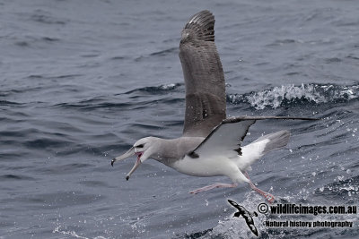 Shy Albatross 7315.jpg