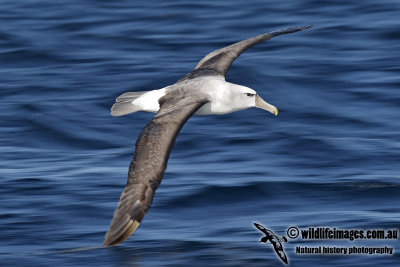 Shy Albatross 7657.jpg