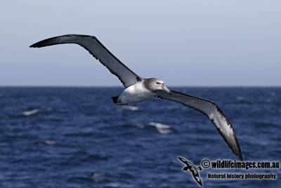 Shy Albatross 8019.jpg