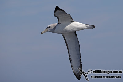 Shy Albatross 8847.jpg