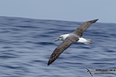 Shy Albatross 9682.jpg