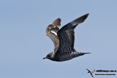 Long-tailed Jaeger 0912.jpg