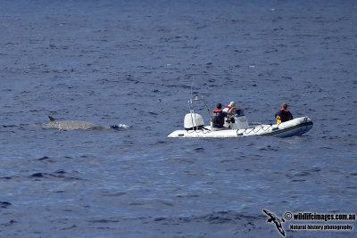 Cuvier's Beaked Whale 5939.jpg