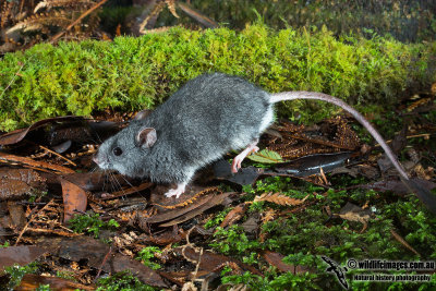 Smoky Mouse 7146.jpg