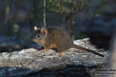 Yellow-footed Antechinus