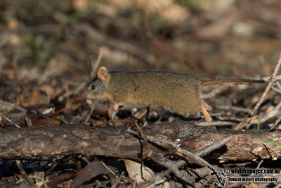 Yellow-footed Antechinus 7606.jpg