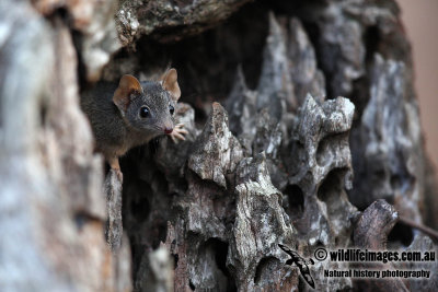 Yellow-footed Antechinus 3389.jpg