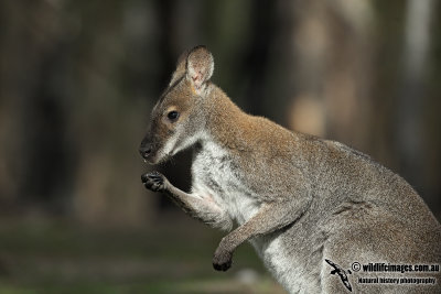 Red-necked Wallaby 6904.jpg