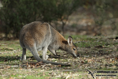 Red-necked Wallaby 6987.jpg