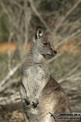 Eastern Grey Kangaroo 6965.jpg