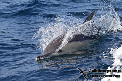 Common Dolphin 7527.jpg
