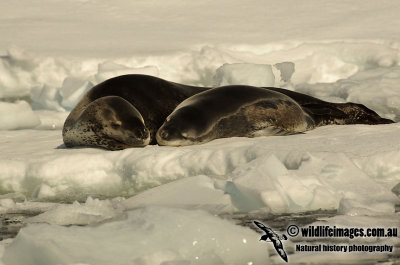 Leopard Seal k7231.jpg