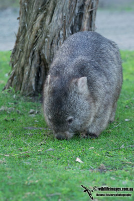 Common Wombat 8859.jpg