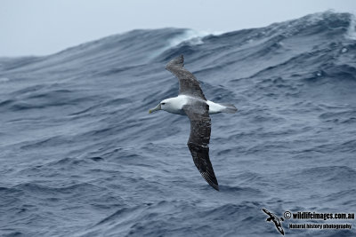 Shy Albatross 0315.jpg