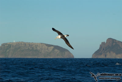 Shy Albatross 0337.jpg