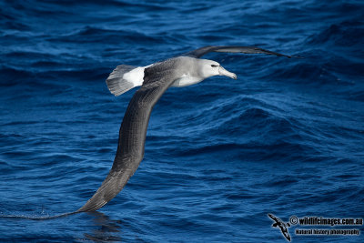Shy Albatross 0540.jpg